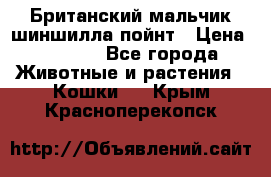 Британский мальчик шиншилла-пойнт › Цена ­ 5 000 - Все города Животные и растения » Кошки   . Крым,Красноперекопск